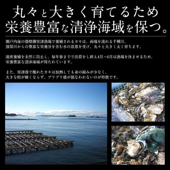 カキ 牡蠣 かき 生食用 殻付き 1kg（8?10個前後） 冷凍 02