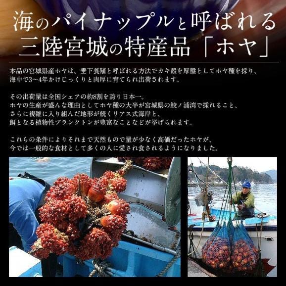 ほや ホヤ 900g（300g×3袋） 三陸 むきほや ほや貝 03