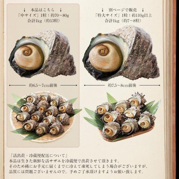 【同梱不可】 サザエ さざえ 中サイズ 1kg 天然 活 （1粒70?80g/約13粒）04