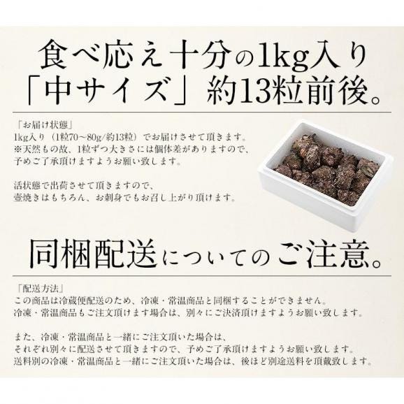 【同梱不可】 サザエ さざえ 中サイズ 1kg 天然 活 （1粒70?80g/約13粒）05