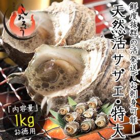 【同梱不可】 サザエ さざえ 特大サイズ 1kg 天然 活 （1粒110g以上/約7?8粒）