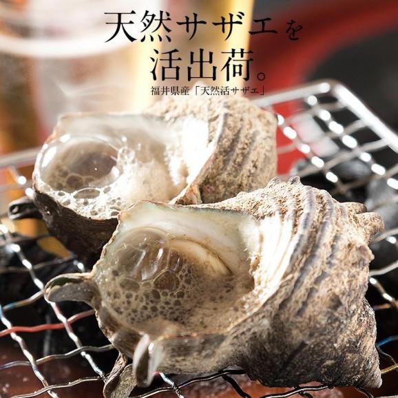 【同梱不可】 サザエ さざえ 特大サイズ 1kg 天然 活 （1粒110g以上/約7?8粒）02