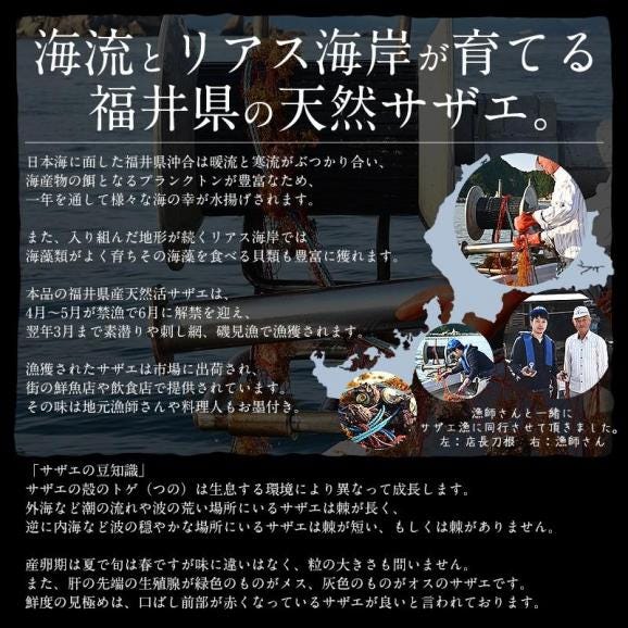 【同梱不可】 サザエ さざえ 特大サイズ 1kg 天然 活 （1粒110g以上/約7?8粒）03