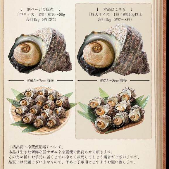 【同梱不可】 サザエ さざえ 特大サイズ 1kg 天然 活 （1粒110g以上/約7?8粒）04