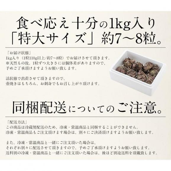 【同梱不可】 サザエ さざえ 特大サイズ 1kg 天然 活 （1粒110g以上/約7?8粒）05