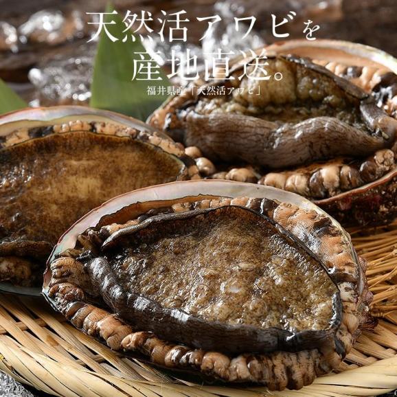 【同梱不可】 活アワビ アワビ 活 あわび 大サイズ 約300g（約300g×1枚）02