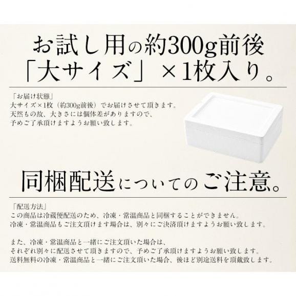 【同梱不可】 活アワビ アワビ 活 あわび 大サイズ 約300g（約300g×1枚）05