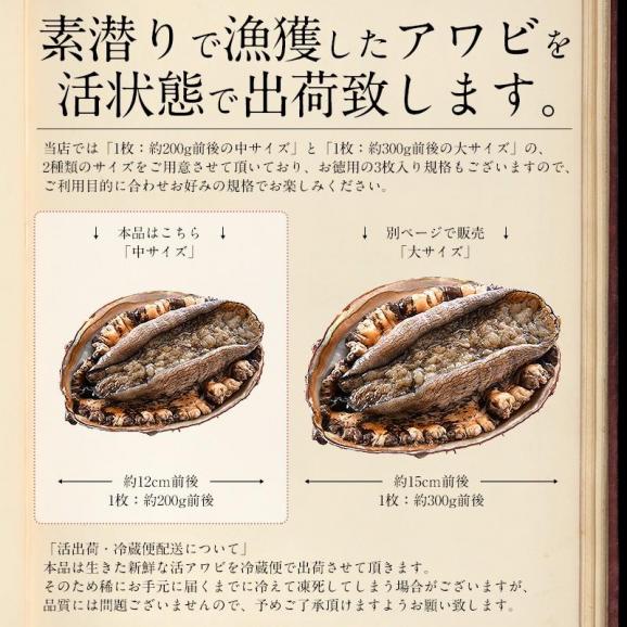 【同梱不可】 活アワビ アワビ 活 あわび 中サイズ 約600g（約200g×3枚）04