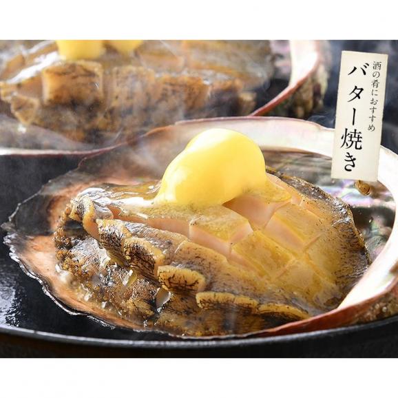 【同梱不可】 活アワビ アワビ 活 あわび 中サイズ 約600g（約200g×3枚）05