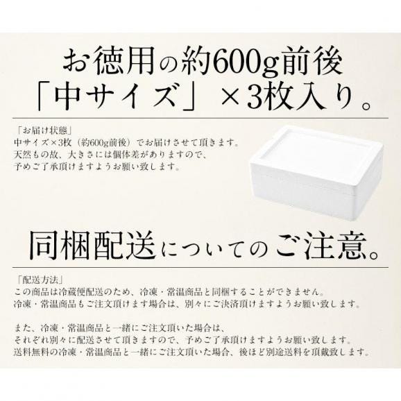 【同梱不可】 活アワビ アワビ 活 あわび 中サイズ 約600g（約200g×3枚）06