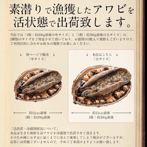 【同梱不可】活アワビ アワビ 活 あわび 大サイズ 約900g（約300g×3枚） 04