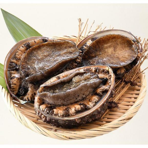 【同梱不可】活アワビ アワビ 活 あわび 大サイズ 約900g（約300g×3枚） 06