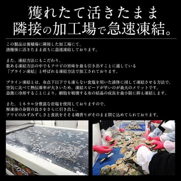アワビ あわび 鮑 殻付き 1kg（約8?9粒入り）03