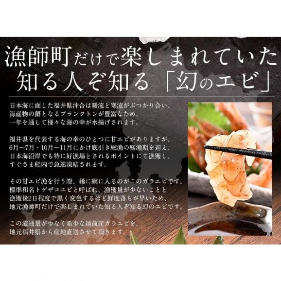 ガラエビ がらえび 500g（約35尾入り）刺身用 越前産 もさえび 海老 03