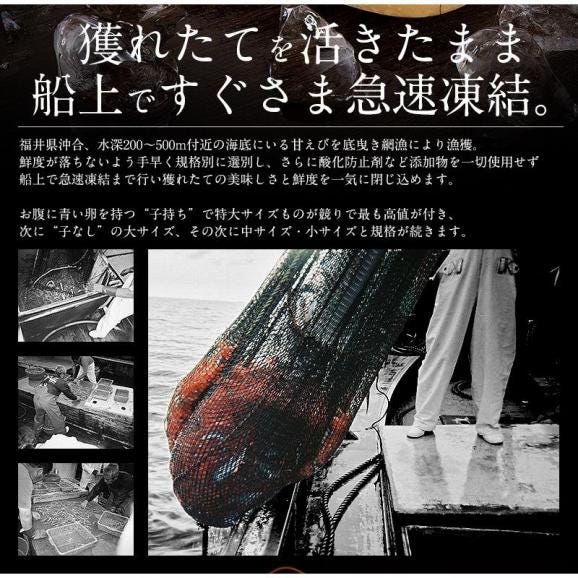 甘エビ 甘えび 子持ち 500g （約40尾入り）刺身用 03