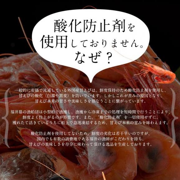甘エビ 甘えび 子持ち 500g （約40尾入り）刺身用 04