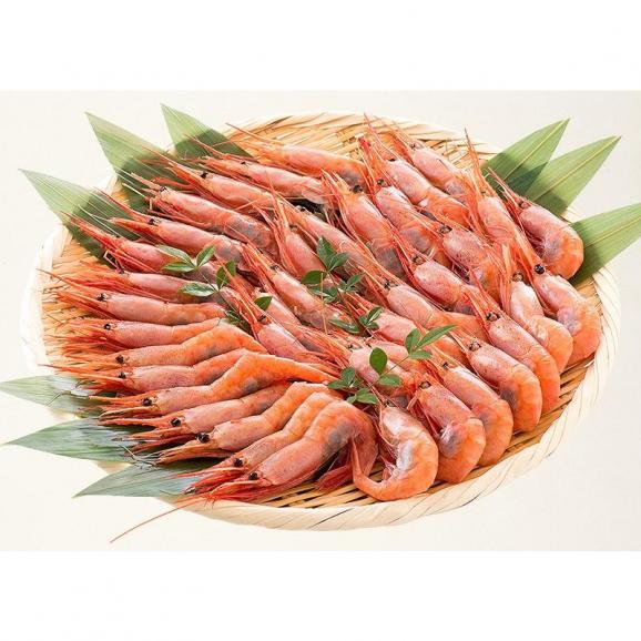 甘エビ 甘えび 子持ち 500g （約40尾入り）刺身用 06