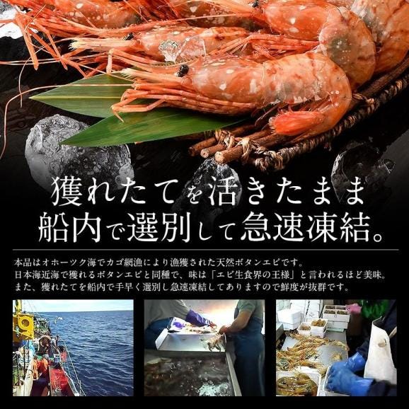ボタンエビ 500g（約11?12尾入り） ぼたんえび 牡丹海03