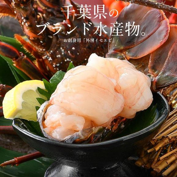 伊勢海老 千葉県産 外房イセエビ 小サイズ×4?5尾 刺身 冷凍 02