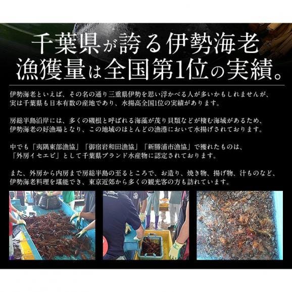 伊勢海老 千葉県産 外房イセエビ 小サイズ×4?5尾 刺身 冷凍 03