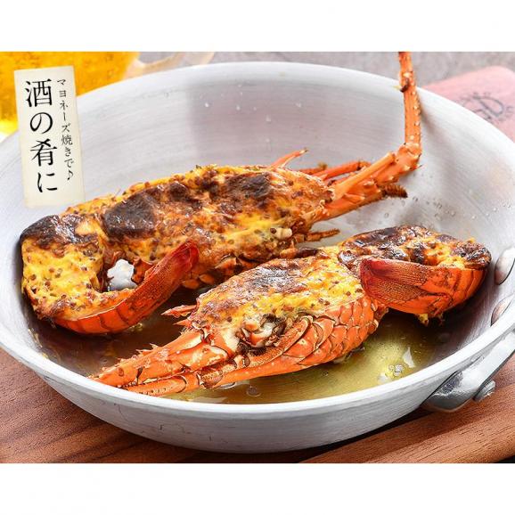 伊勢海老 千葉県産 外房イセエビ 小サイズ×4?5尾 刺身 冷凍 05