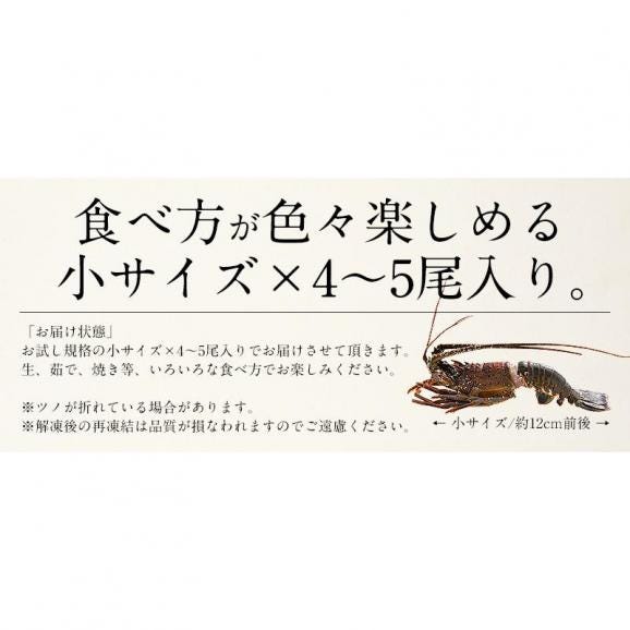伊勢海老 千葉県産 外房イセエビ 小サイズ×4?5尾 刺身 冷凍 06