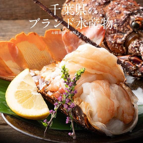 伊勢海老 千葉県産 外房イセエビ 特大サイズ600g×1尾 刺身02