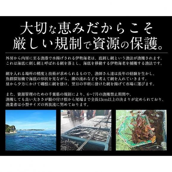 伊勢海老 千葉県産 外房イセエビ 特大サイズ600g×1尾 刺身04