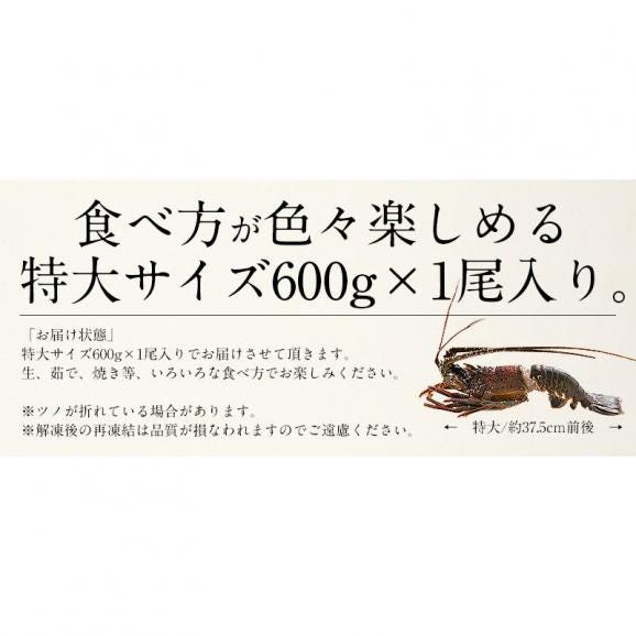 伊勢海老 千葉県産 外房イセエビ 特大サイズ600g×1尾 刺身06