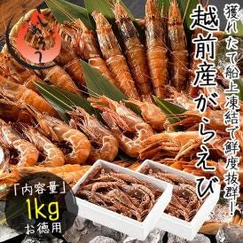 ガラエビ がらえび 1kg（500g×2箱）約70尾入り