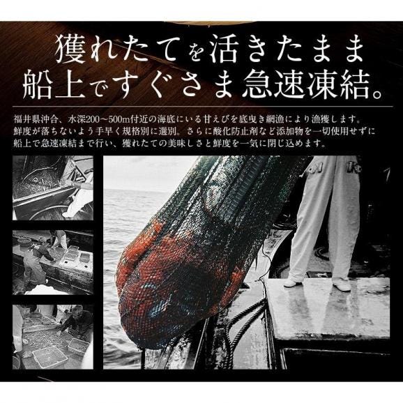 甘エビ 甘えび 子持ち 特大サイズ 1kg（500g×2箱） 約60尾入り 04