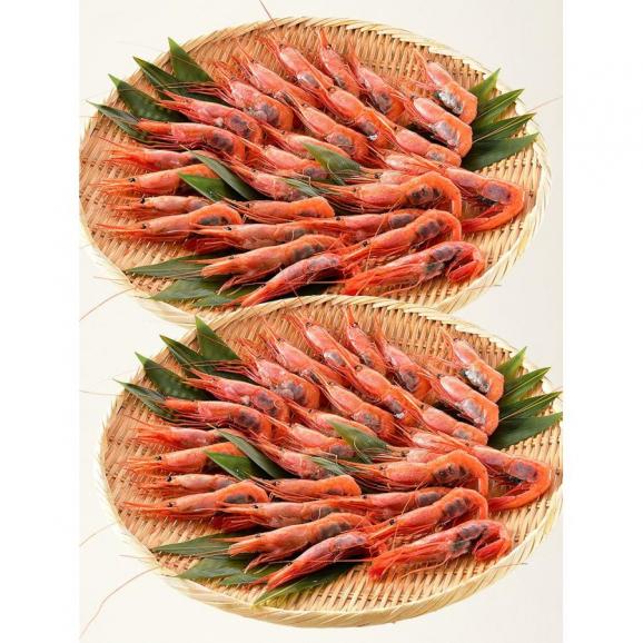 甘エビ 甘えび 子持ち 特大サイズ 1kg（500g×2箱） 約60尾入り 06