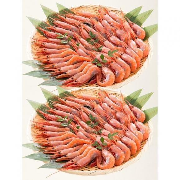 甘エビ 甘えび 子持ち 1kg（500g×2箱）約80尾入り06