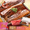 【 ギフトセット】うなぎ 蒲焼き 国産 無頭 特大サイズ 約200g×2尾