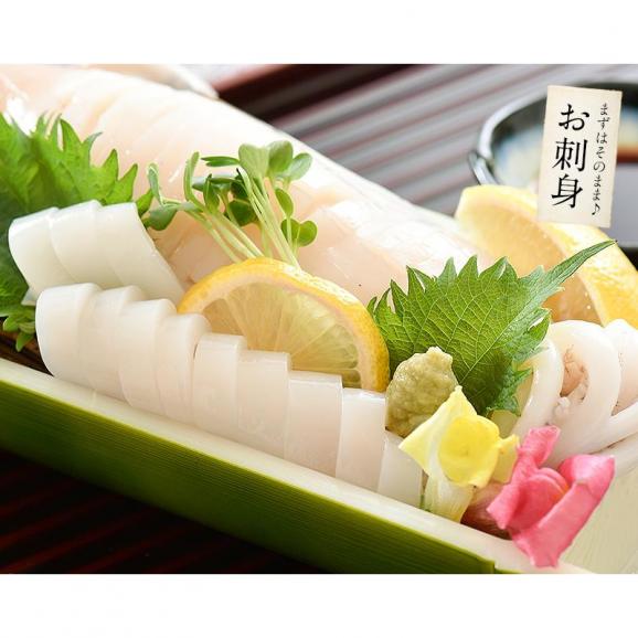 いか イカ 生 するめいか 7杯（約2kg前後）日本海産04