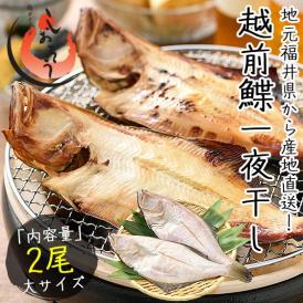 干物 越前ガレイ 越前がれい カレイ かれい 鰈 大サイズ×2尾
