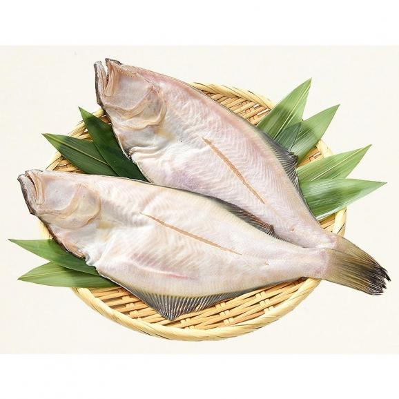干物 越前ガレイ 越前がれい カレイ かれい 鰈 大サイズ×2尾06
