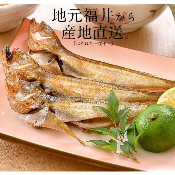 干物 はたはた ハタハタ 一夜干し 20尾 約520g02