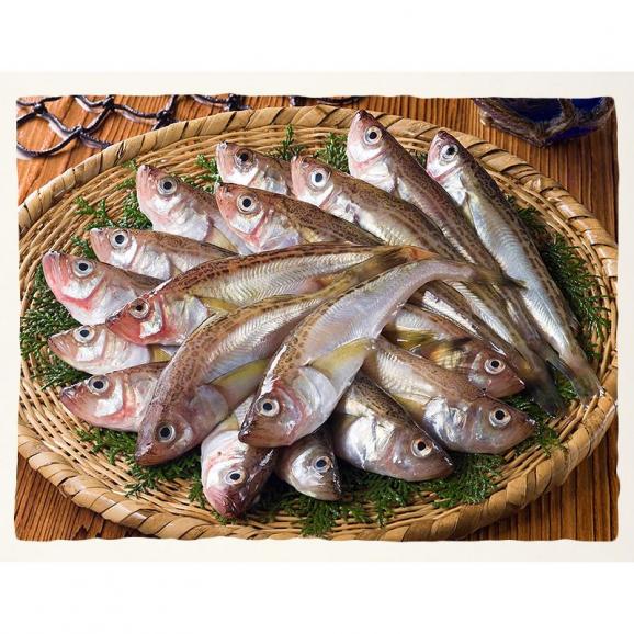 干物 はたはた ハタハタ 一夜干し 20尾 約520g04