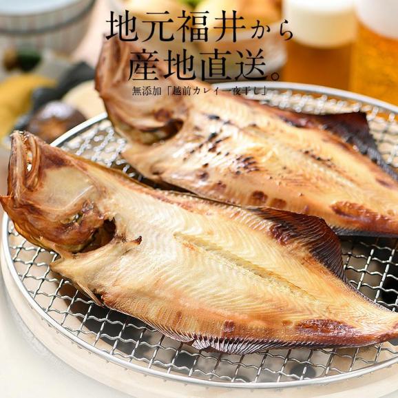越前がれい カレイ かれい 鰈 大サイズ×5尾02