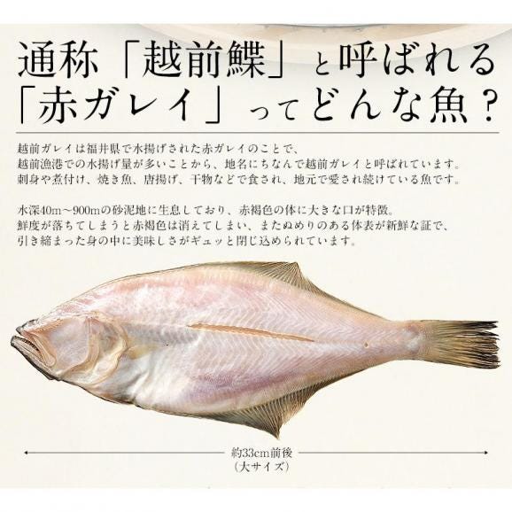 越前がれい カレイ かれい 鰈 大サイズ×5尾03