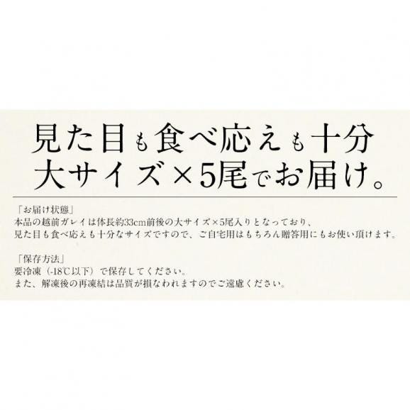 越前がれい カレイ かれい 鰈 大サイズ×5尾06