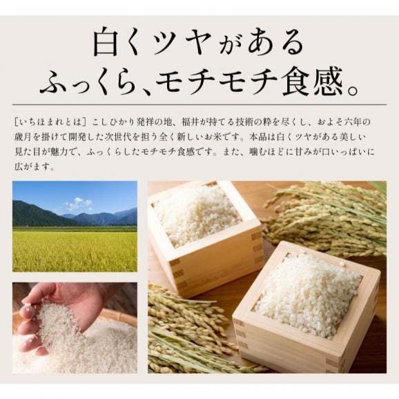 ★新米★ 福井県産 新米 いちほまれ お米 5kg03