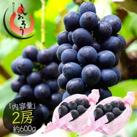 ぶどう ナガノパープル 2房（約600g） ブドウ