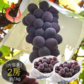 巨峰 ぶどう 2房（約1kg） 種無し 山梨県産
