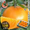 せとか みかん 3L 10個入り 愛媛県産 （着日指定不可）
