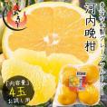 河内晩柑 サウスオレンジ 4玉 鹿児島県産 （着日指定不可）
