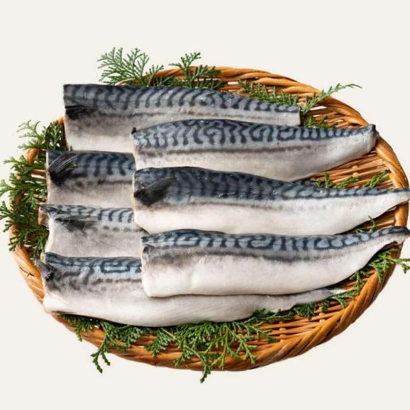 さば 無添加 無塩 トロさば サバ 鯖 約1kg(6?8尾）06
