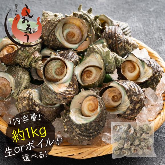 生サザエ（加熱用）サザエ さざえ ボイルと生が選べる 約1kg ボイル 生（加熱用） BBQ 天然 栄螺 ボイルサザエ 国産 贈答 貝 魚介 グルメ 贈り物 健康 子供 ギフト プレゼント01
