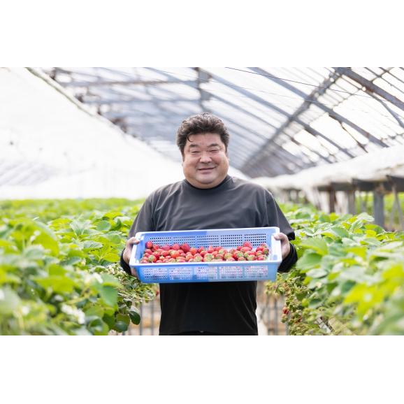 ※店頭受け取り専用※【【希少・高級】たもん丸　1粒入り（60g以上）千早赤坂村産檜で作った専用木箱付き05